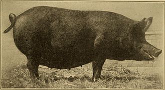 Beginnings in animal husbandry (1912) (20353361662)