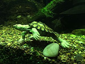 Bellinger River turtle 03 Taronga 2020-03-13