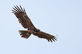 Black Eagle in Kaggalipura