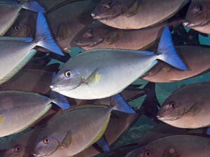 Bluetail unicornfish (Naso caeruleacauda).jpg