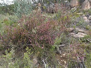 Boronia boliviensis 02
