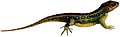 British reptiles, amphibians, and fresh-water fishes (1920) (Lacerta agilis)