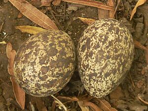 Burhinus capensis, legsel, Pretoria, a