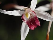 Caladenia nivalis 02