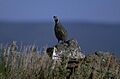 California Quail near Lakeview, Oregon