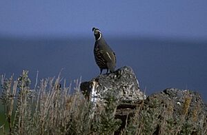 California Quail near Lakeview, Oregon