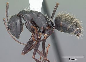 Camponotus pennsylvanicus casent0103692 profile 1.jpg