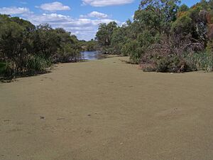 Canning rv azolla 10 gnangarra