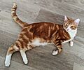 Cat, Standard Orange Tabby