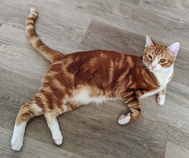 Cat, Standard Orange Tabby