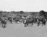 Cattle At Empire Ranch Arizona Circa 1900