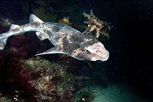 A shark with gray mottling and a rounded body and head swims just over a bed of seaweed
