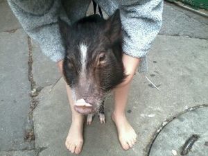 Cerdo (mini pig) joven en las calles de la colonia Condesa, ciudad de México