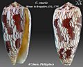 Conus omaria 7