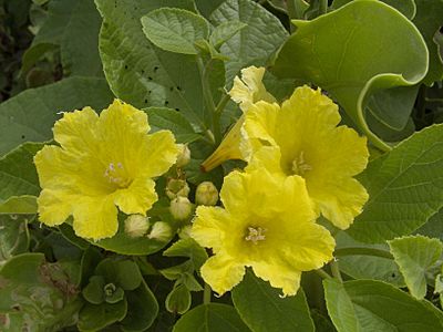 Cordia lutea flowers 150521