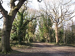 Coronation Wood - geograph.org.uk - 1743496