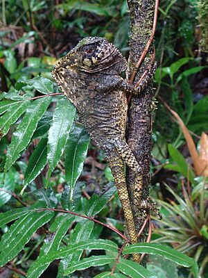 Corytophanes cristatus (Rara Avis).jpg