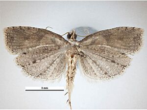 Ctenopseustis obliquana male ventral