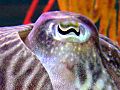 Cuttlefish eye