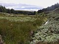 Davidson's Burn, Usway Forest - geograph.org.uk - 529296
