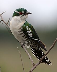 Diederik cuckoo, Chrysococcyx caprius (male), at Rietvlei Nature Reserve, Gauteng, South Africa (23525617212)