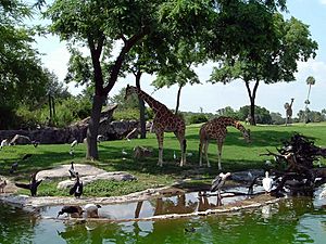 Edge-of-africa-giraffes