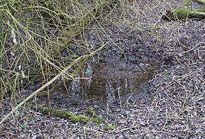 Elderwell