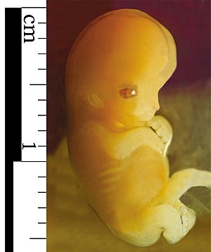 Embryo 7 weeks after conception