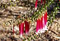 Epacris longiflora 04
