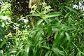Epidendrum rigidum