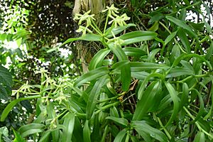 Epidendrum rigidum.JPG