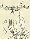 Eryngium prostratum BHL3347706