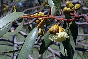 Eucalyptus ceratocorys.jpg