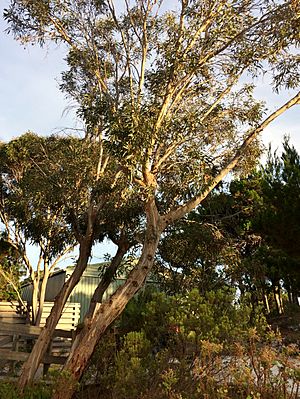 Eucalyptus diversifolia - tree.jpg