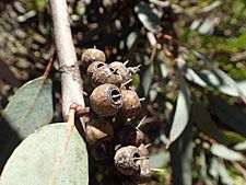 Eucalyptus falcata fruit(2)