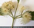 Eucalyptus robusta - flowers