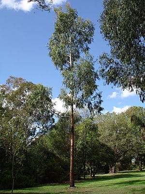 Eucalyptus viminalis.jpg