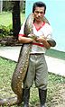Eunectes murinus - Flickr - Dick Culbert