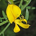 Fabaceae - Spartium junceum-003