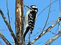 FemaleHairywoodpecker