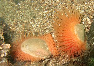 Flame shells cropped