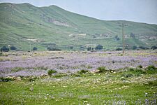 Flowers Plain of Kazerun 2