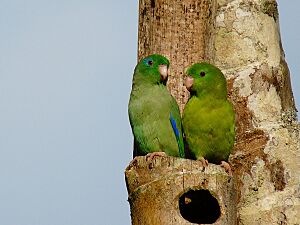 Forpus conspicillatus -Manizales, Caldas, Colombia -pair-8 (1).jpg