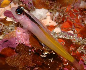 Fosterygion flavonigrum (Yellow & black triplefin).jpg