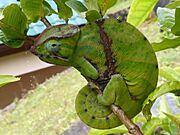 Furcifer balteatus 34654203