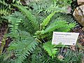 Gardenology.org-IMG 2352 rbgs11jan