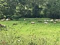 Grazing cattle, off Waverley Road, Lake Manchester, 2022 02