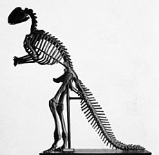 Hadrosaurus mount
