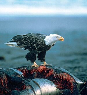 Haliaeetus leucocephalus-whale-USFWS