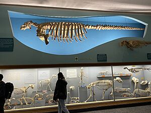 Hall of Osteology NMNH